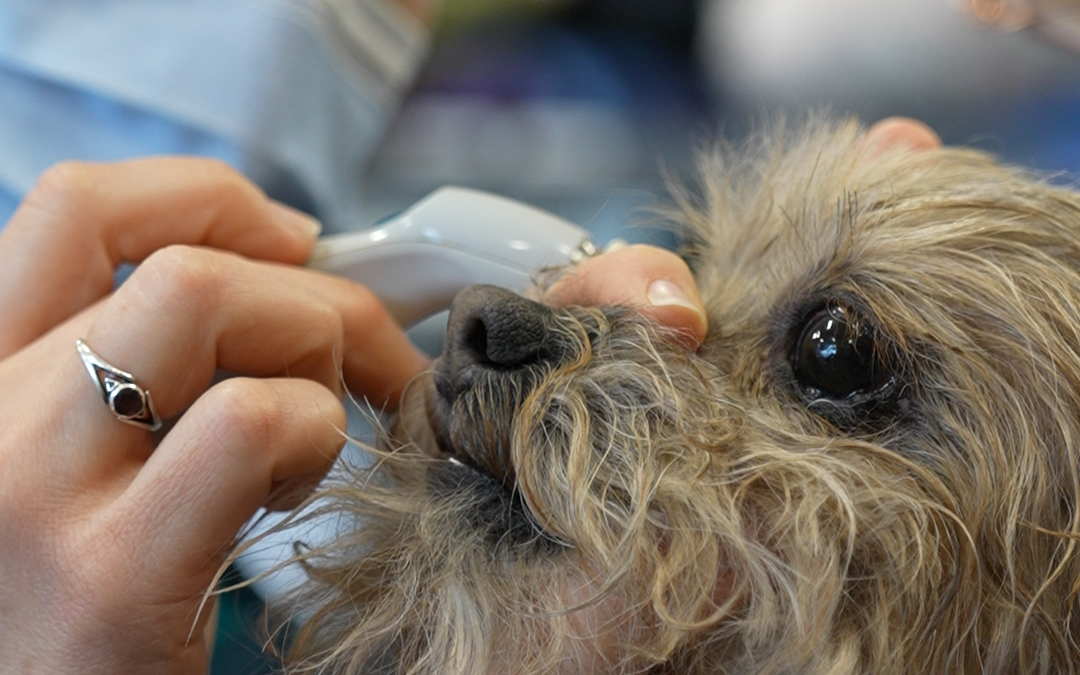 Importance of Eye Health in Senior Pets
