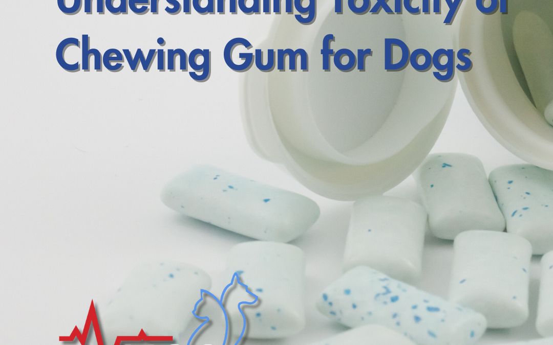 Understanding Toxicity of Chewing Gum for Dogs