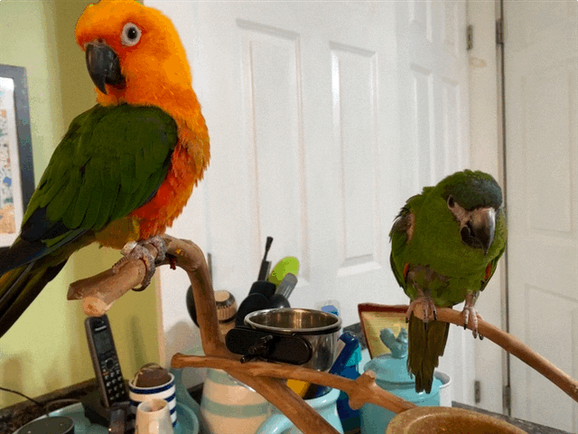 Tips for Socializing Your Pet Bird