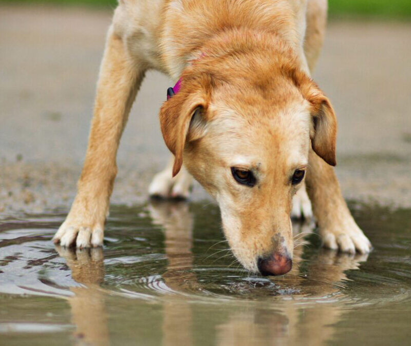 Why Your Dog Should Not Drink Out of Puddles