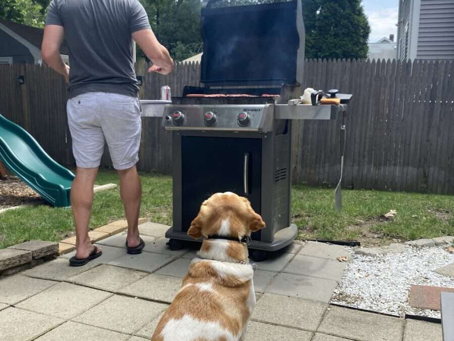 How to Host a Safe BBQ for your Pets