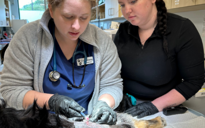Understanding the Differences Between Primary Care and Urgent Care in the Veterinary Field