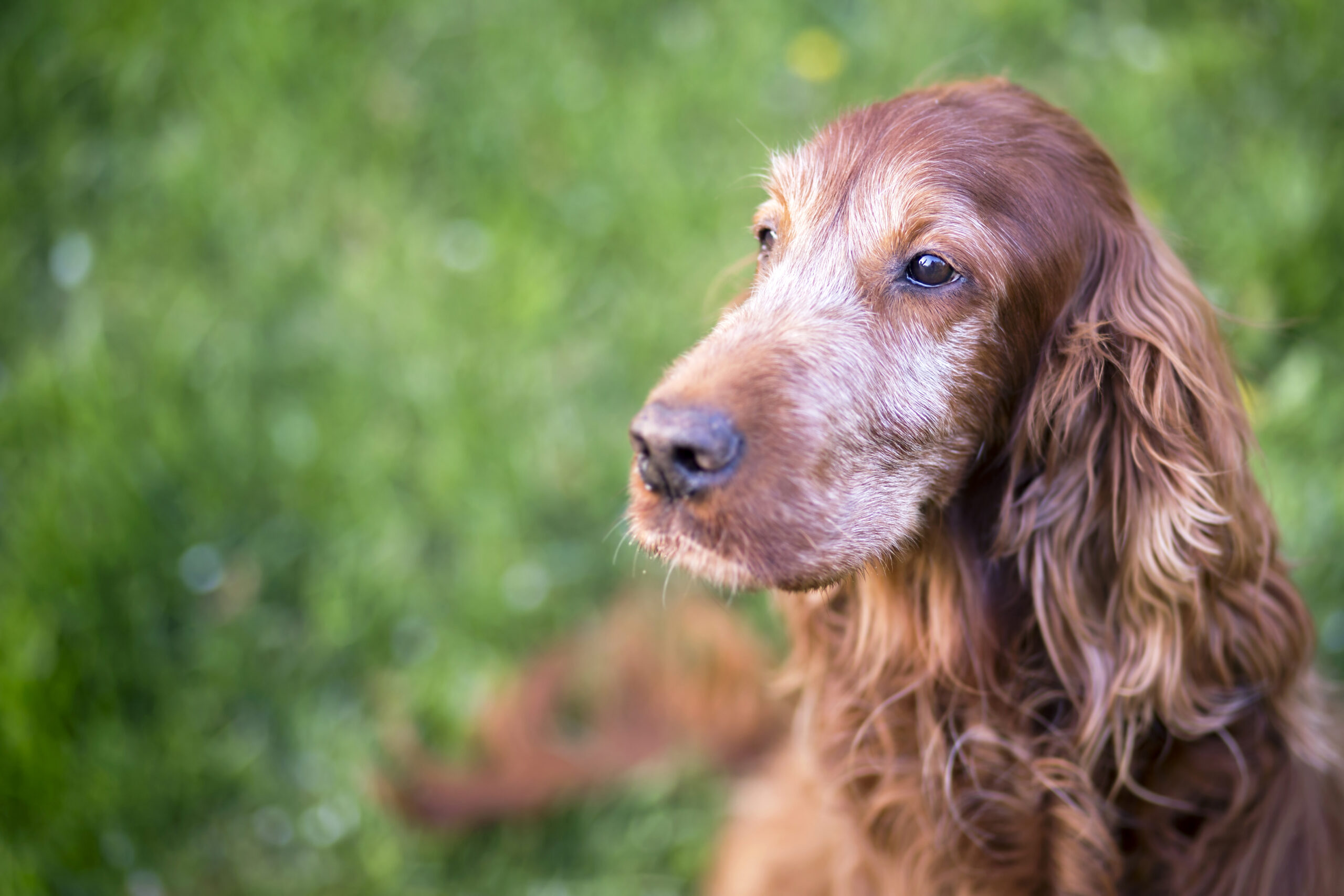 Signs of Heart Disease in Older Pets - Veterinary Urgent Care Center