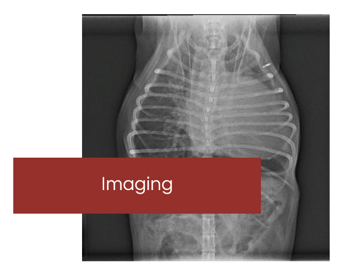 veterinary imaging and radiology