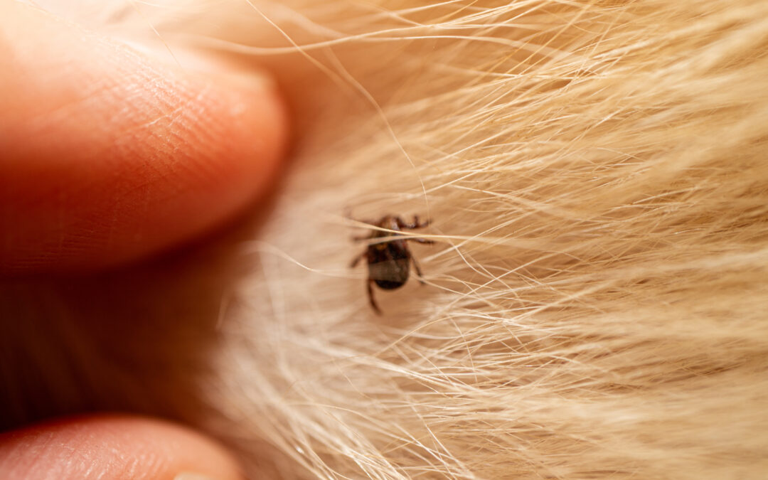 Protecting Your Pets from Ticks in New England