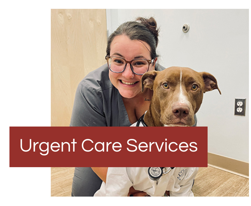 pet urgent care services